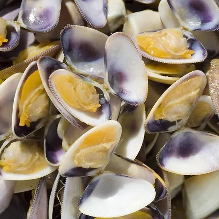 Ag Germanias Ciudad 甘迪亚